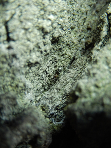 Micaria sociabilis