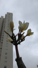 Plumeria rubra