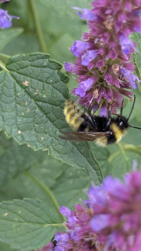 Field Cuckoo Bumble bee, 6121 HN Born, Nederland, photo 7 of 10