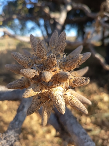 Cussonia angolensis (Seem.) Hiern 3