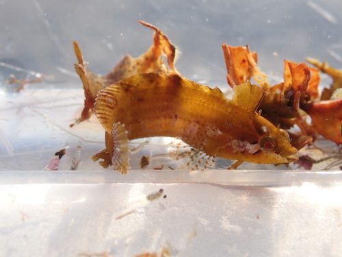 Blackfin blenny (Paraclinus nigripinnis) — Labrisomidae