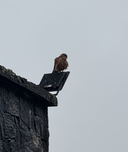 Malagasy Kestrel (Falco newtoni), photo 5