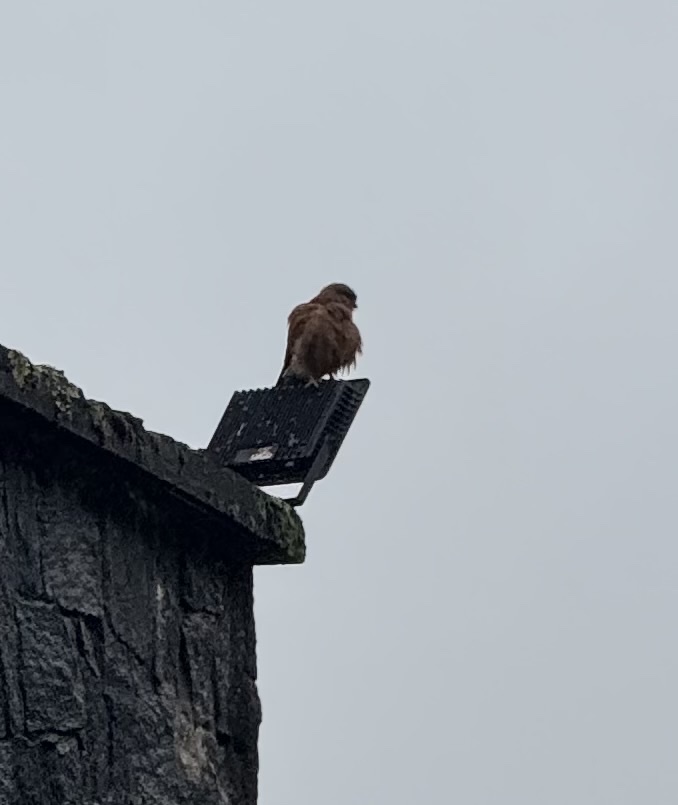 Malagasy Kestrel (Falco newtoni), photo 4
