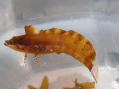 Blackfin Blenny photo 1