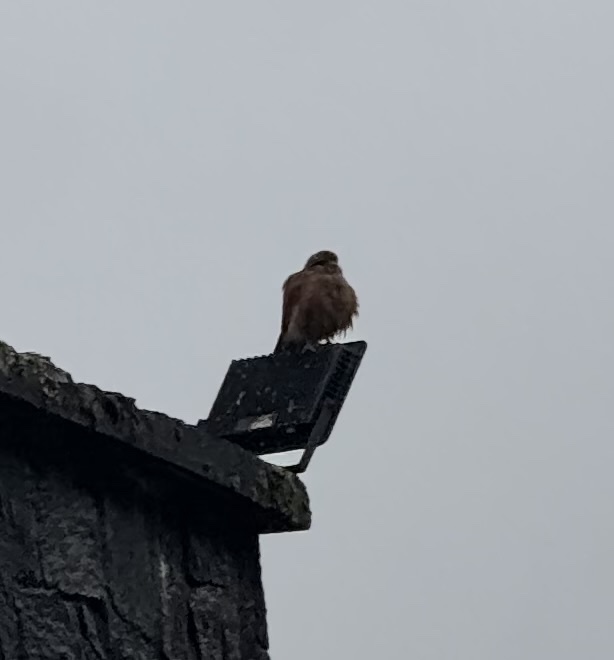 Malagasy Kestrel (Falco newtoni), photo 5