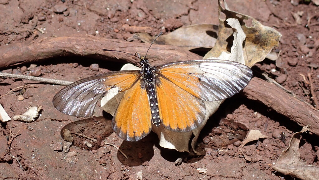 Rubraea unimaculata