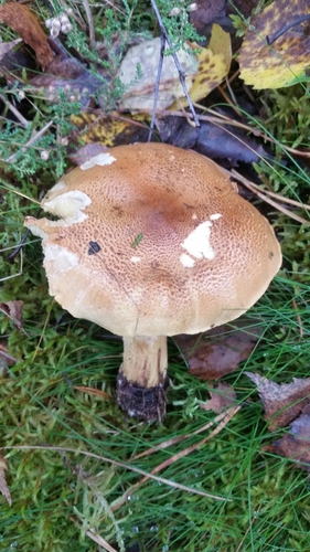 Tricholoma frondosae — (c) Eugene Popov, some rights reserved (CC BY)