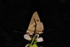 Oxyodes scrobiculata