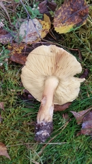 Tricholoma frondosae