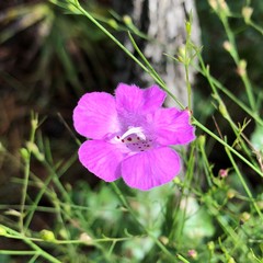 Agalinis setacea