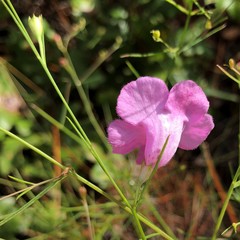 Agalinis setacea