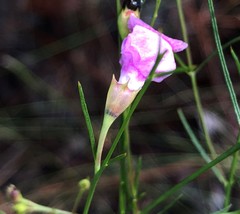 Agalinis setacea
