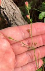 Agalinis setacea