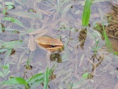 Indosylvirana