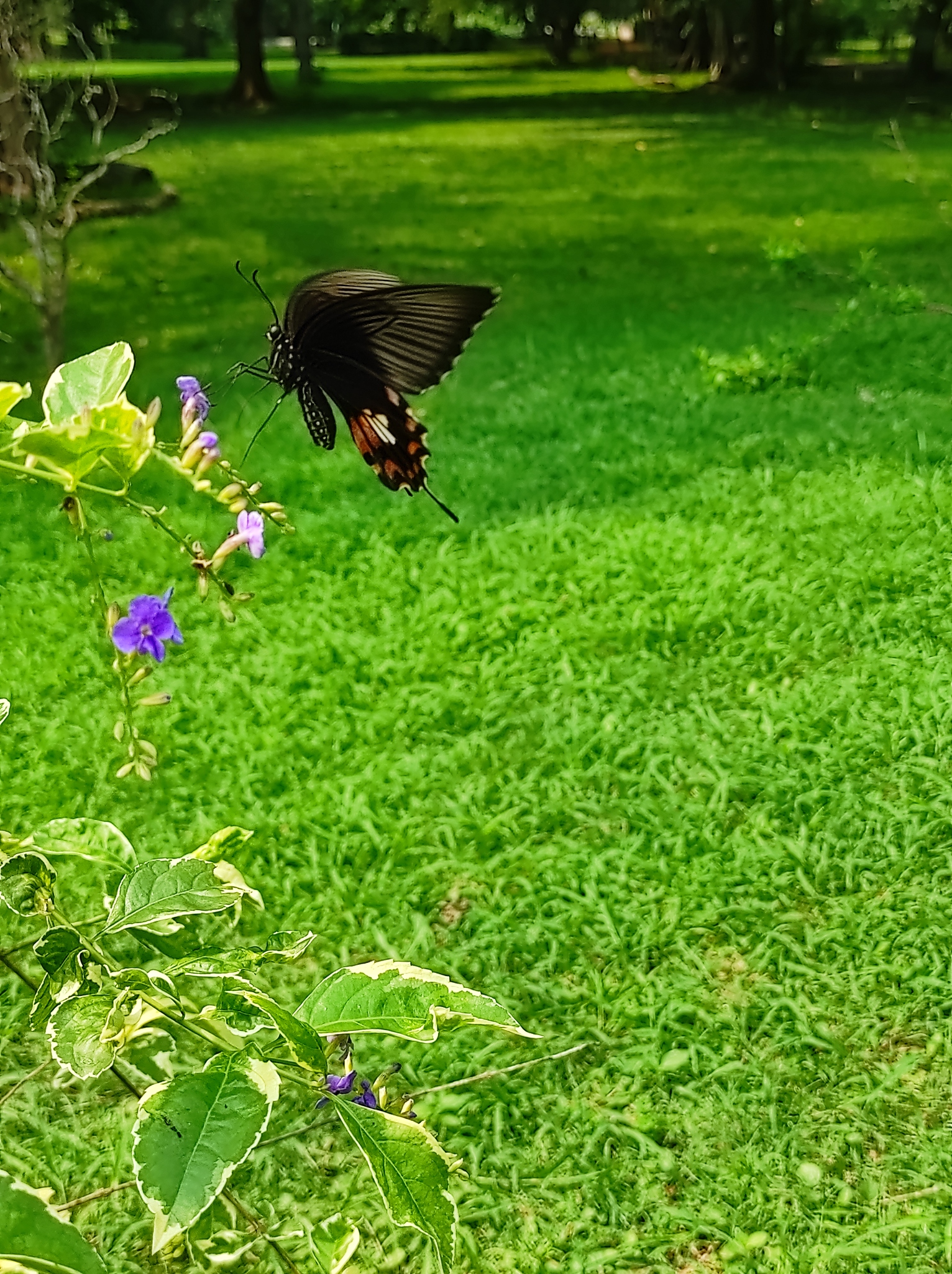 Common Mormon