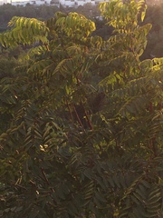 Ailanthus altissima
