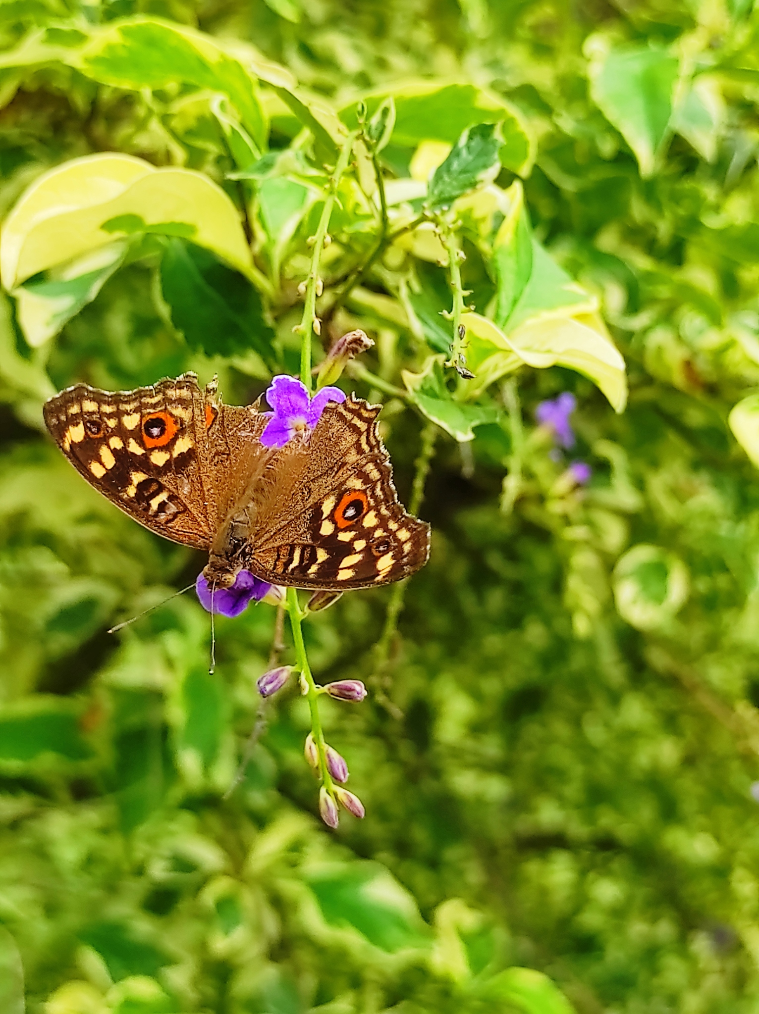 Lemon Pansy