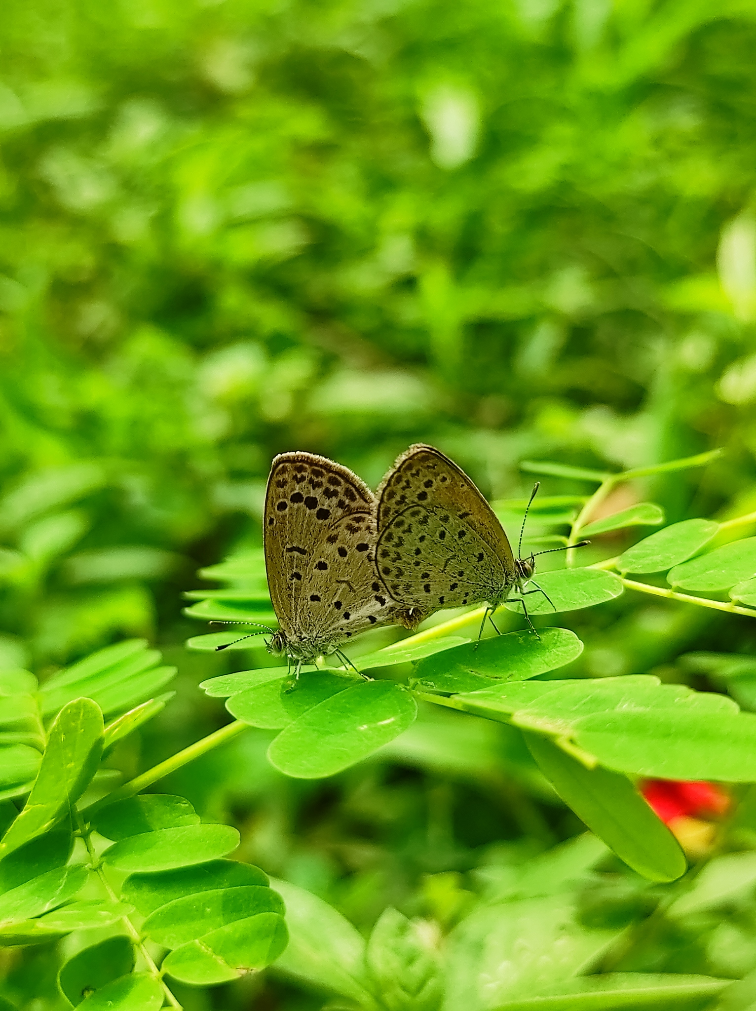 Pale Grass Blue