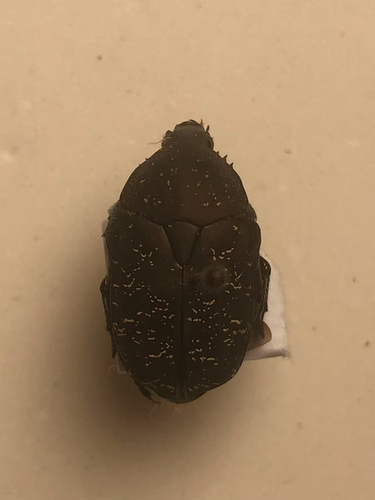 Protaetia delavayi