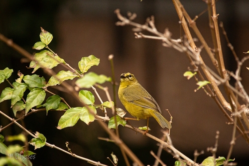 Two-banded Warbler (Myiothlypis bivittata), photo 4