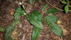 Habenaria arenaria