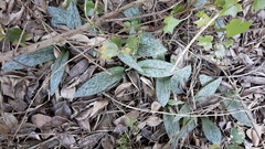 Habenaria arenaria