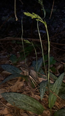 Habenaria arenaria