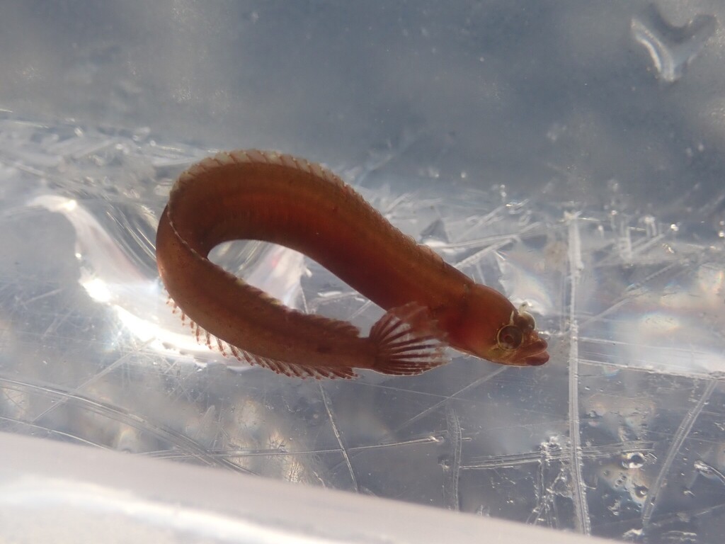 Naked blenny (Stathmonotus gymnodermis) — Chaenopsidae