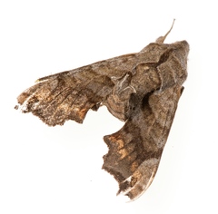 Deidamia inscriptum