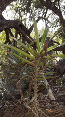 Cyrtorchis arcuata arcuata
