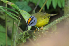 Russet-Crowned Warbler photo 3