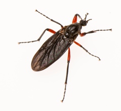 Bibio femoratus