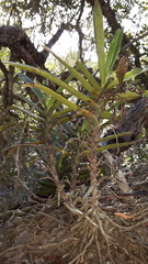 Cyrtorchis arcuata arcuata