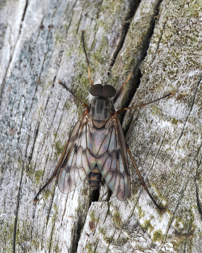 Common snipe fly