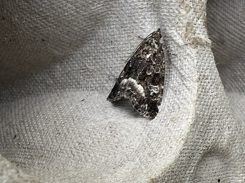 Marbled White-spot, Schiermonnikoog National Park, Schiermonnikoog, Provinz Friesland, NL, photo 9 of 10