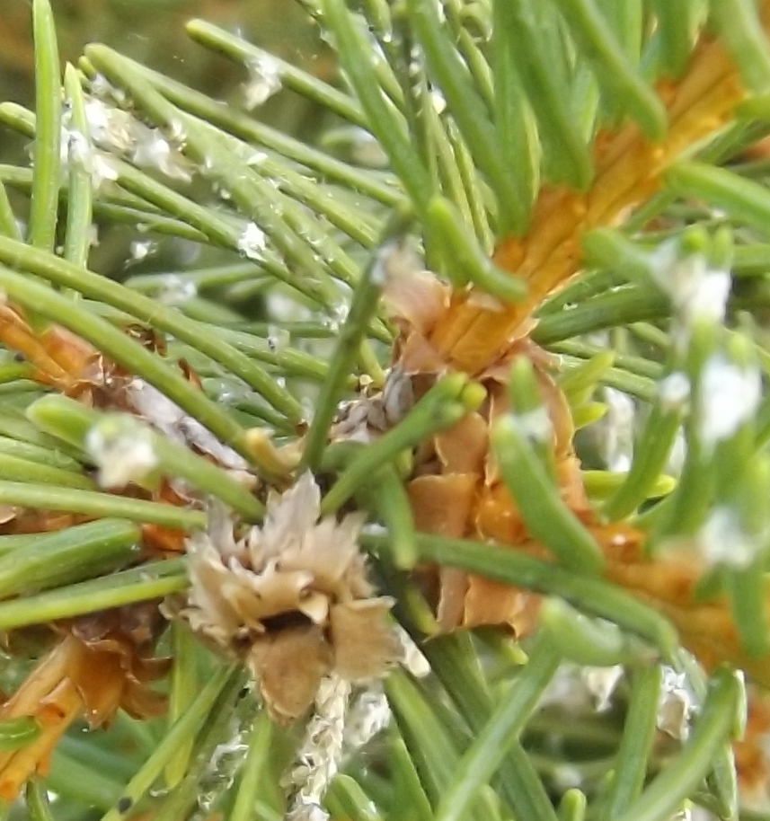 Aphidoidea