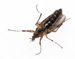 Bibio articulatus