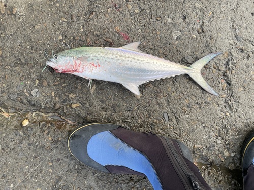 Indo-Pacific king mackerel (Scomberomorus guttatus) — Scombridae — 4