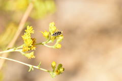 Acmaeodera bacchariphaga