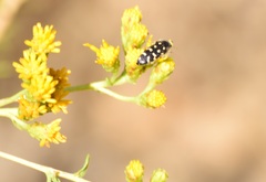 Acmaeodera bacchariphaga