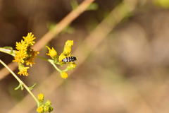 Acmaeodera bacchariphaga