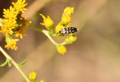 Acmaeodera bacchariphaga