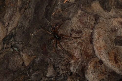 Bark Sac Spider, Råsunda, Solna, Sverige, photo 2 of 10