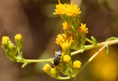 Acmaeodera bacchariphaga