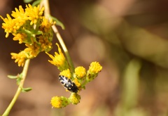 Acmaeodera bacchariphaga