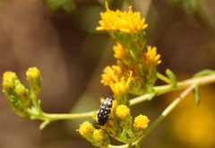 Acmaeodera bacchariphaga