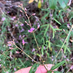 Desmodium tenuifolium