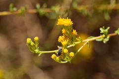Acmaeodera bacchariphaga