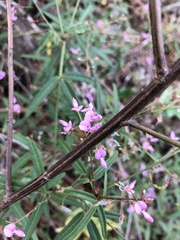 Desmodium tenuifolium