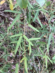 Desmodium tenuifolium